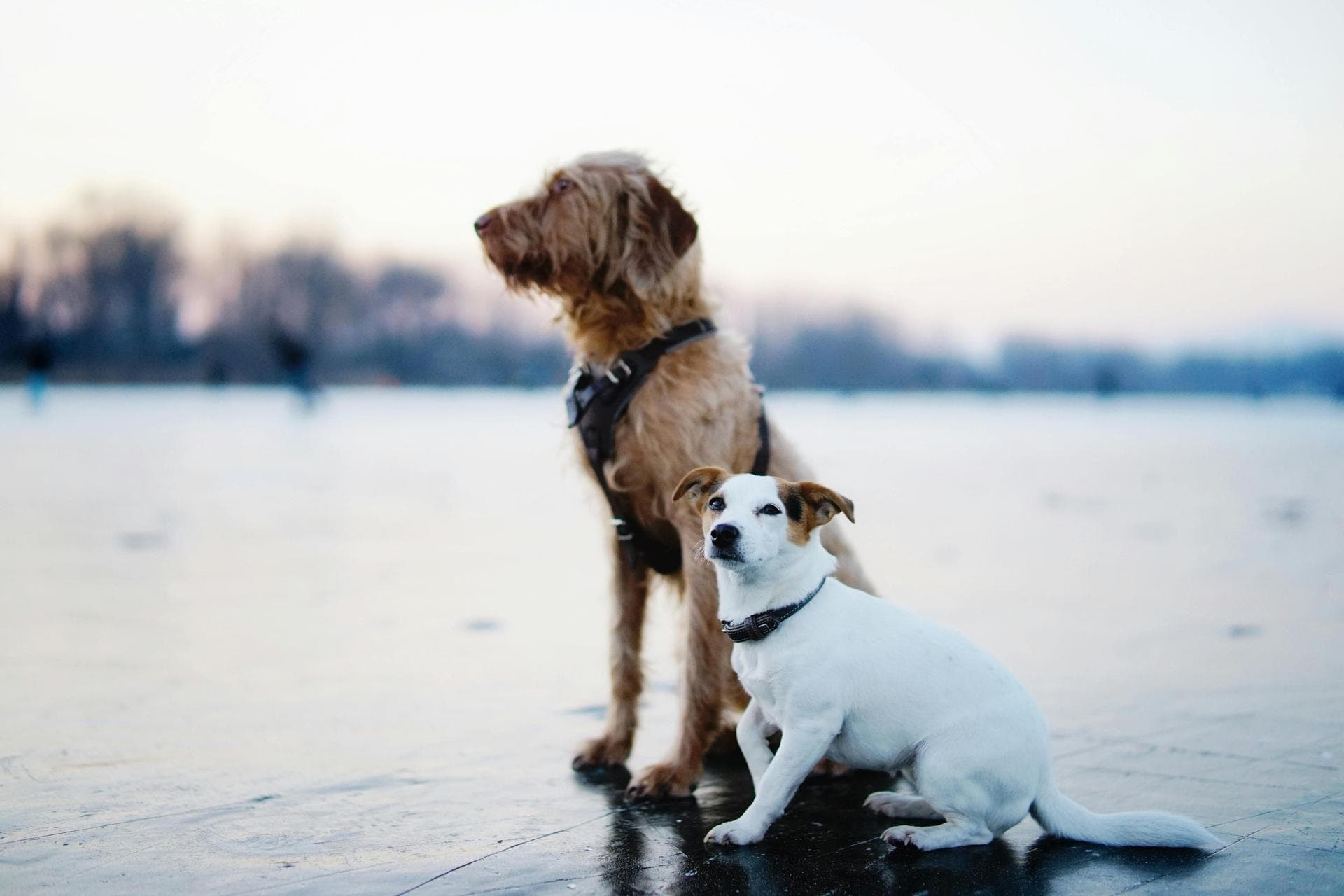 Specialist Vets in Janesville